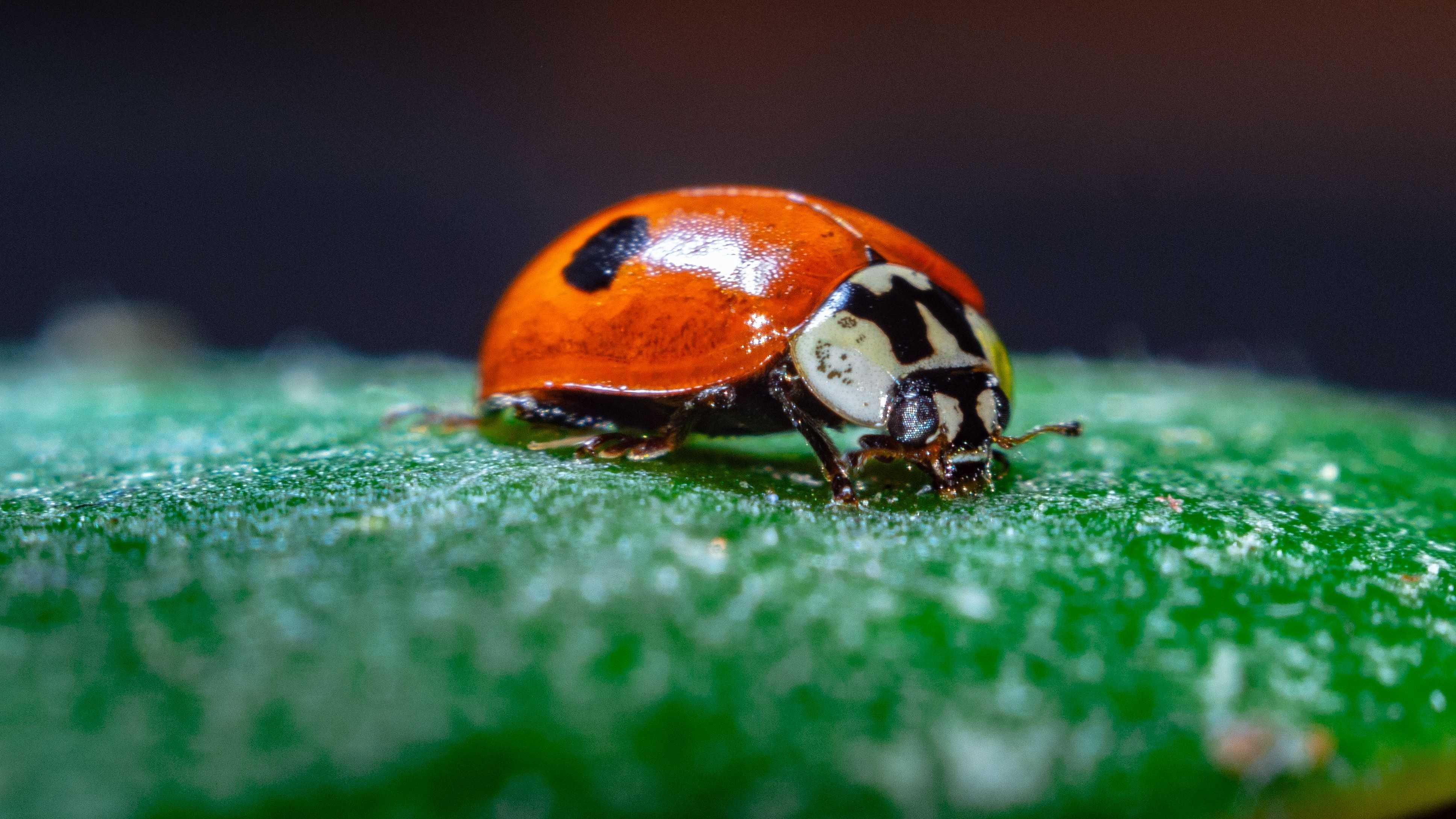 17 Long-Dormant Software Bugs That Took Decades to Fix